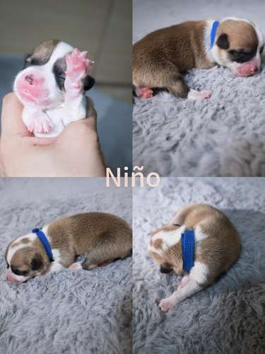 Hermosos Cachorros  Welsh Corgi Pembroke ! Con Pedigree, Microchip y Vacunas al Día  - Imagen 7