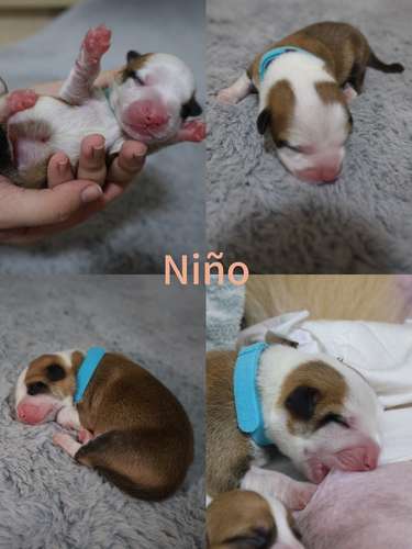 Hermosos Cachorros  Welsh Corgi Pembroke ! Con Pedigree, Microchip y Vacunas al Día  - Imagen 6