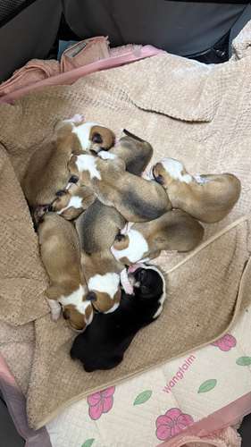 Hermosos Cachorros  Welsh Corgi Pembroke ! Con Pedigree, Microchip y Vacunas al Día  - Imagen 10