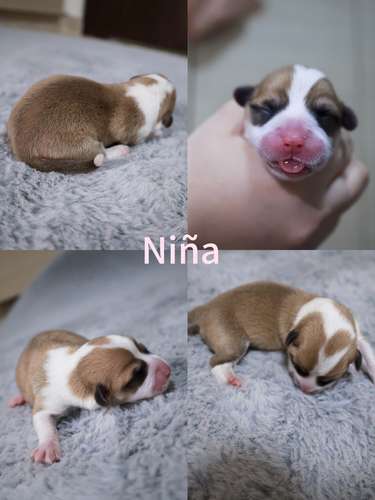 Hermosos Cachorros  Welsh Corgi Pembroke ! Con Pedigree, Microchip y Vacunas al Día  - Imagen 8