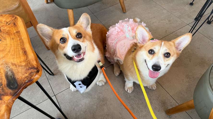 Hermosos Cachorros  Welsh Corgi Pembroke ! Con Pedigree, Microchip y Vacunas al Día 