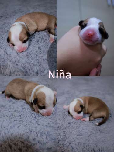 Hermosos Cachorros  Welsh Corgi Pembroke ! Con Pedigree, Microchip y Vacunas al Día  - Imagen 9