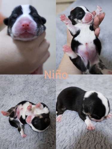 Hermosos Cachorros  Welsh Corgi Pembroke ! Con Pedigree, Microchip y Vacunas al Día  - Imagen 4