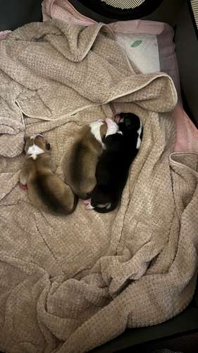 Hermosos Cachorros  Welsh Corgi Pembroke ! Con Pedigree, Microchip y Vacunas al Día  - Imagen 11