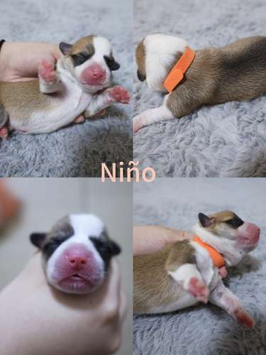 Hermosos Cachorros  Welsh Corgi Pembroke ! Con Pedigree, Microchip y Vacunas al Día  - Imagen 5