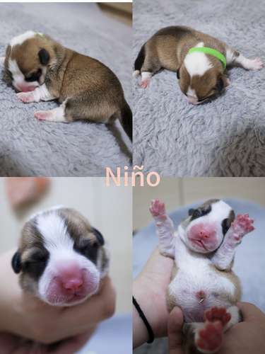 Hermosos Cachorros  Welsh Corgi Pembroke ! Con Pedigree, Microchip y Vacunas al Día  - Imagen 2