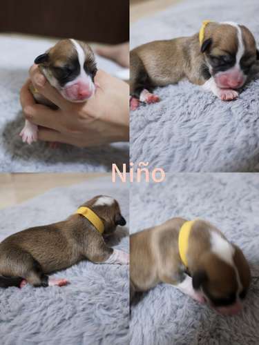 Hermosos Cachorros  Welsh Corgi Pembroke ! Con Pedigree, Microchip y Vacunas al Día  - Imagen 3