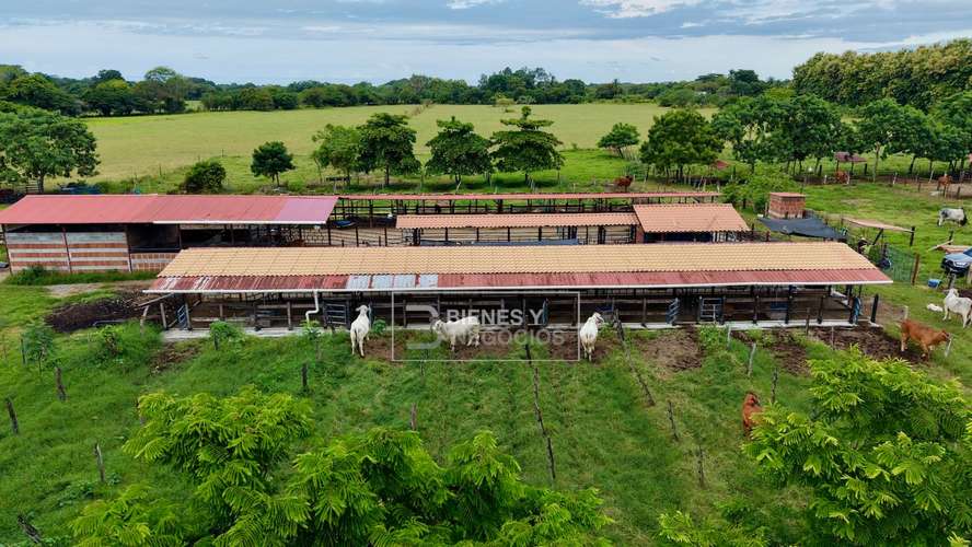 Finca en Chiriqui, Alanje, 104.6 hectáreas en Canta Gallo - Imagen 15