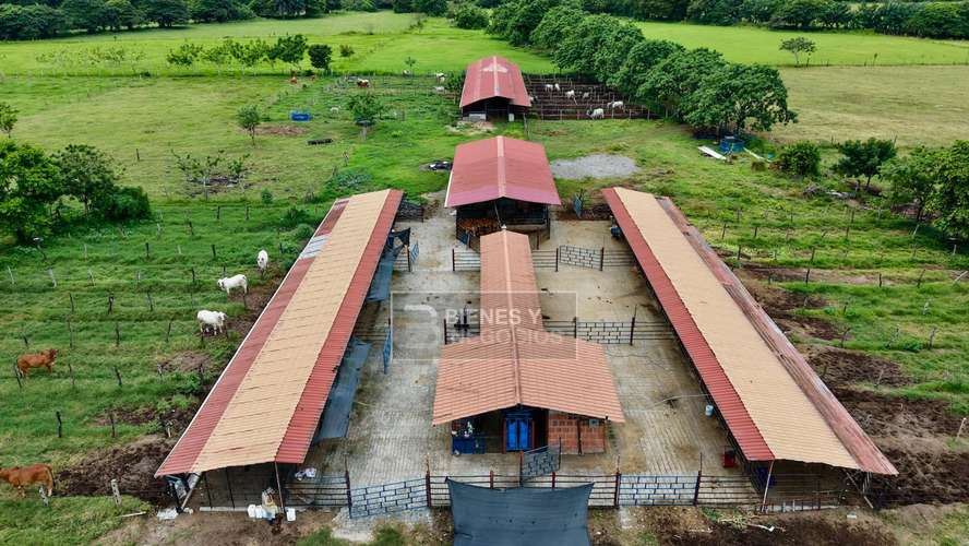 Finca en Chiriqui, Alanje, 104.6 hectáreas en Canta Gallo - Imagen 14