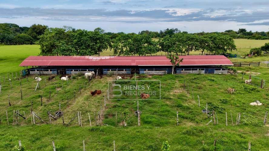 Finca en Chiriqui, Alanje, 104.6 hectáreas en Canta Gallo - Imagen 16
