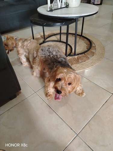 Yorkies 1 mes