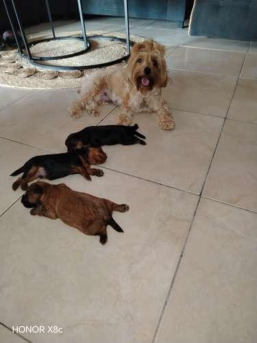 Yorkies 1 mes