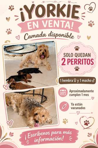 Yorkies 1 mes
