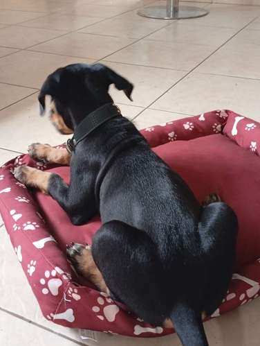ROTTWEILER  - Imagen 4
