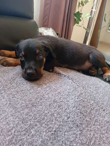 ROTTWEILER  - Imagen 7