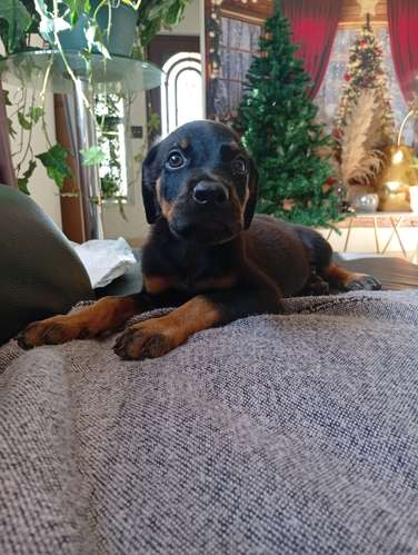 ROTTWEILER  - Imagen 10
