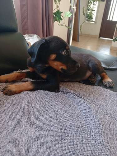 ROTTWEILER  - Imagen 9