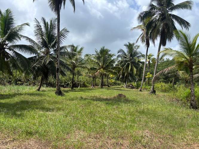 TERRENO FRENTE AL MAR EN VENTA PORTOBELO, COLÓN – 6 HECTÁREAS - Imagen 5