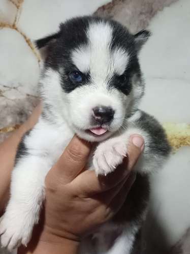 Husky Siberiano (negociable) 