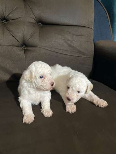French poodle 