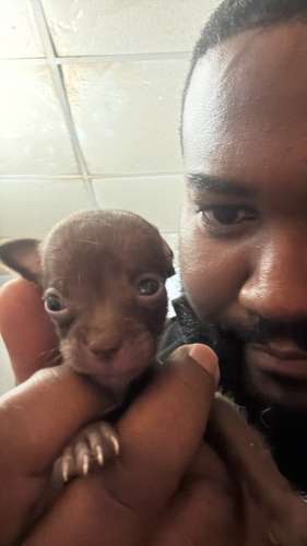 Chihuahuas  - Imagen 2