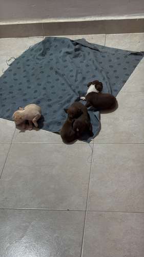Chihuahuas  - Imagen 3