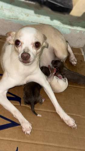 Chihuahuas  - Imagen 4