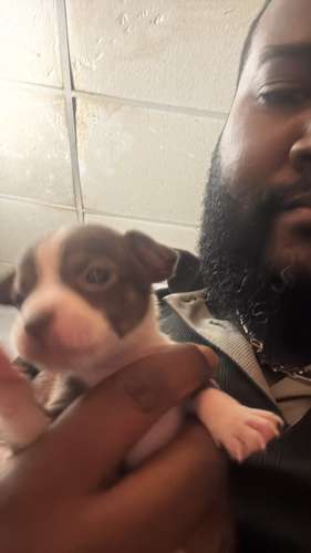 Chihuahuas 