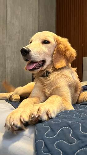 Golden Retriever 5 meses  - Imagen 3