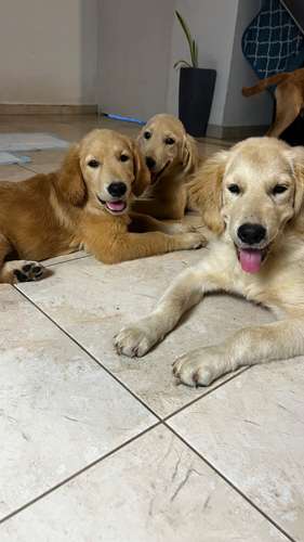 Golden Retriever 5 meses  - Imagen 6