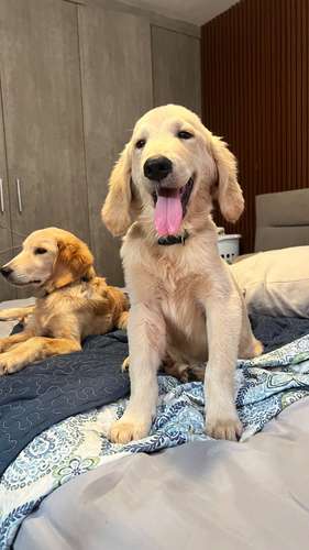 Golden Retriever 5 meses  - Imagen 2