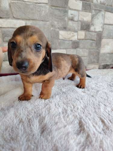 Salchicha teckel dachshund 