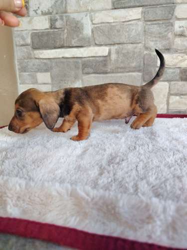 Salchicha teckel dachshund 