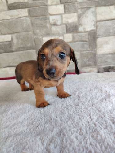 Salchicha teckel dachshund 