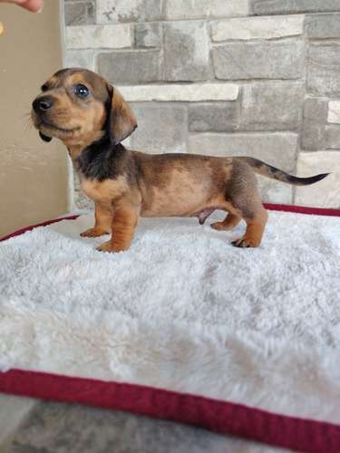 Salchicha teckel dachshund 