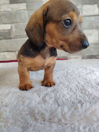 Salchicha teckel dachshund 