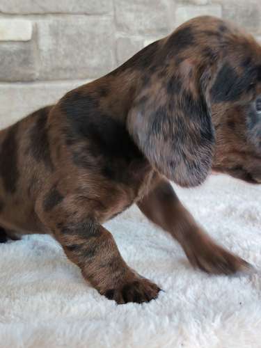 Salchicha teckel dachshund 