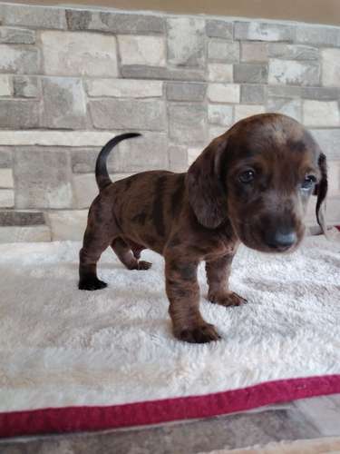 Salchicha teckel dachshund 
