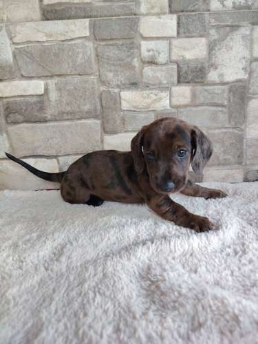 Salchicha teckel dachshund 