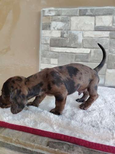 Salchicha teckel dachshund 