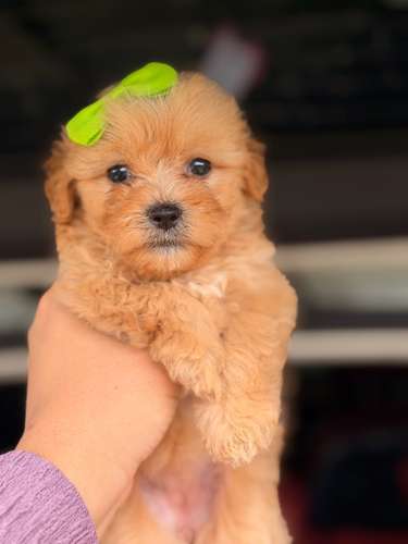 Hermosa maltipoo mini toy apricot con su tarjeta de vacuna