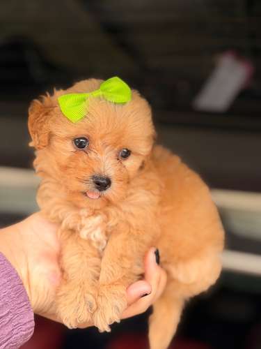 Hermosa maltipoo mini toy apricot con su tarjeta de vacuna - Imagen 6