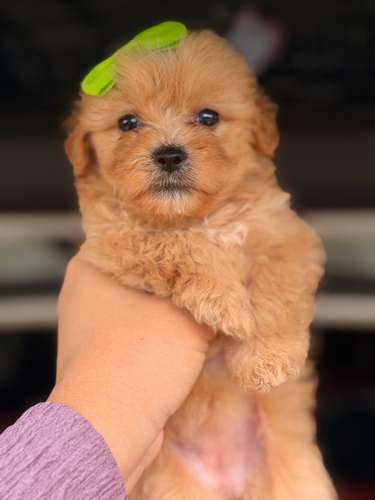 Hermosa maltipoo mini toy apricot con su tarjeta de vacuna - Imagen 4
