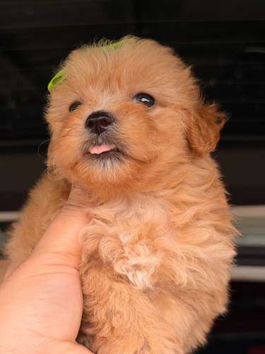 Hermosa maltipoo mini toy apricot con su tarjeta de vacuna - Imagen 5