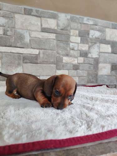 Salchicha teckel dachshund  - Imagen 6