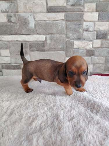 Salchicha teckel dachshund  - Imagen 3