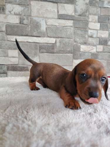 Salchicha teckel dachshund  - Imagen 1