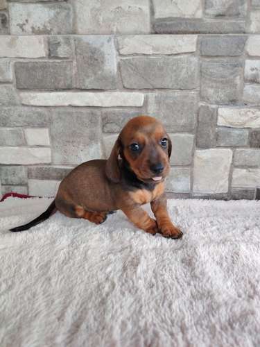 Salchicha teckel dachshund  - Imagen 4
