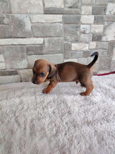 Salchicha teckel dachshund  - Imagen 5
