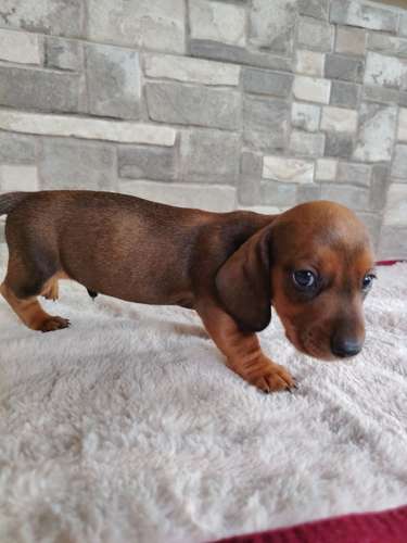 Salchicha teckel dachshund  - Imagen 2